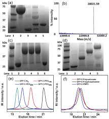 You can upload.jpg,.jpeg,.png and.gif extensions. A Modular Method For The High Yield Synthesis Of Site Specific Protein Polymer Therapeutics Abstract Europe Pmc