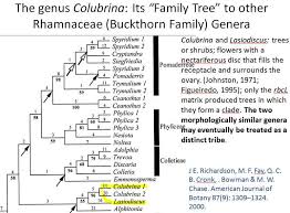 Image result for Lasiodiscus pervillei