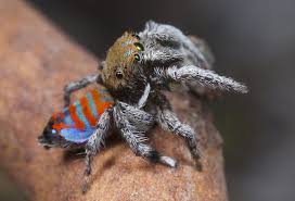 X8a9681 Peacock Spider Maratus Jactatus Spider Jumping Spider Insects