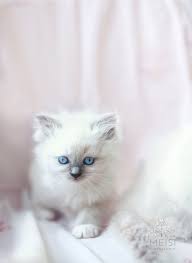 Little Ragdoll Cute Baby Animals Pretty Cats Kittens