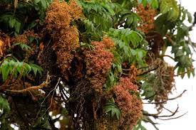 Image result for Hagenia abyssinica