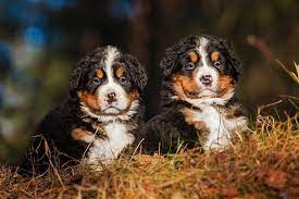 Bis zu 65cm gewicht ( ) : Berner Sennenhund Lebenserwartung Lebensdauer Bernersennenhund De