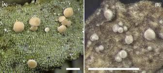 Image result for Entada bacillaris