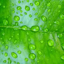 Change in type of water could have affected the plant growth. How To Kill Bees With Soapy Water Honey Bee Suite