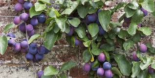 There are numerous ways trees can be trained, according to the type of fruit and the space available. Best Fruit Trees For Small Gardens Dwarf Fruit Trees For Patio Balcony