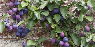 Fruit trees are a great addition to any backyard garden. Best Fruit Trees For Small Gardens Dwarf Fruit Trees For Patio Balcony