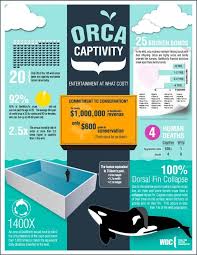 Orcas In Captivity Infographic Orcas In Captivity Orca Orca Whales