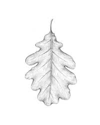 A person with average skill. Easy Pencil Drawing Leaf Novocom Top