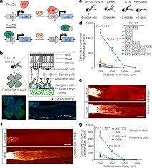 Check spelling or type a new query. Reprogramming To Recover Youthful Epigenetic Information And Restore Vision Nature