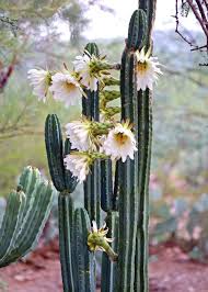 As with most cactus species, all trichocereus cacti. What Is San Pedro Safe Legal San Pedro Retreats Shamanic Space