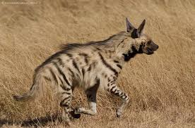 Cizgili Sirtlan Striped Hyena Hyena Brown Hyena