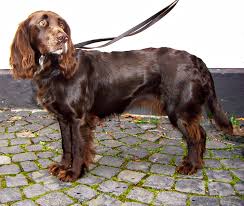 Hier finden sie alle gesetzlichen feiertage, brückentage und lange wochenenden. Wachtelhund Definition Und Synonyme Von Wachtelhund Im Worterbuch Deutsch