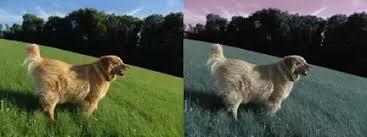 You may have heard the expression that dogs 'see with their noses.' but these creature's amazing nasal architecture actually reveals a whole world beyond what we can see. What Colors Can Dogs See Quora