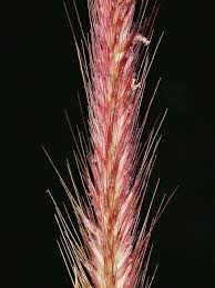 Image result for Cenchrus polystachios