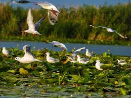 Fiind inclusa in patrimoniul unesco, delta dunarii este una dintre principalele atractii pe care le ofera aceasta tara minunata! Pachet Turistic Delta Dunarii Excursii De 4 Zile In Delta Pe Hotel Plutitor