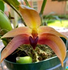 Image result for Bulbophyllum schinzianum