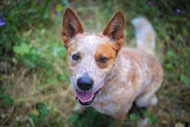 Full grown red heeler boxer mix. Red Heeler Breed Info Can You Handle This Canine Cowboy Perfect Dog Breeds