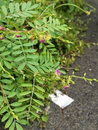 Image result for Tephrosia purpurea