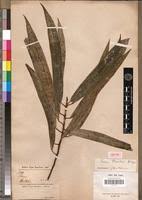 Image result for Ficus pseudomangifera