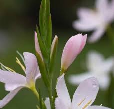 Image result for Hesperantha petitiana