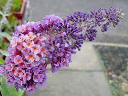 Buddleia Bi Color Flower Power Live Butterfly Bush Plant Summer Lilac Large Flower Cluster Starter Size 1 4 Inch Pot Emeralds R Emerald Goddess Gardens