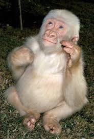 Al·bi·nos an individual with albinism. Albino Gorilla Was Result Of Inbreeding