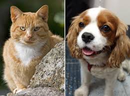 Should you get a dog or a cat? Cats Vs Dogs Scientists Confirm That Felines Are Better From An Evolutionary Perspective The Independent The Independent