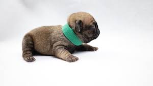 Find pug puppies for sale with pictures from reputable pug breeders. Pugs For Sale Houston Tx Green Collar Royal Paw Pups Youtube