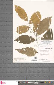 Image result for Dichapetalum madagascariense