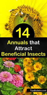 How to attract good bugs to your garden. 14 Lovely Annuals That Attract Beneficial Insects To The Garden