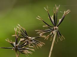 Image result for Bidens oligoflora