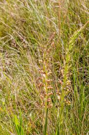Image result for Disa brevicornis