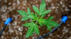 Maybe you would like to learn more about one of these? Tunisia S Heavy Jail Terms For Cannabis Use Spark Reform Calls Famous Reporters