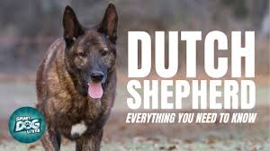 They were used by shepherds and farmers who needed a versatile dog, with few demands, and a dog that was able to adapt to a harsh and meager existence. Dutch Shepherd Dog Breed Guide Dogs 101 Dutch Shepherd Youtube