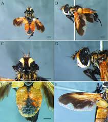 Image result for Terminalia trichopoda