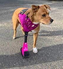 3d printed bionic hand skeleton: Bionic Pets Setzt Bei Prothesen Fur Hunde Zukunftig Auf 3d Drucker