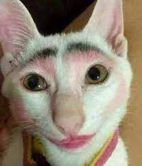 Gambar Kucing Ketawa Ngakak Home Kucing 12 Foto Kucing Lucu Terbaru Bikin Gemas Dan Ketawa Ngakak Gambar Lucu Dari Pada Kucing Gambar Kucing Lucu Meme Kucing