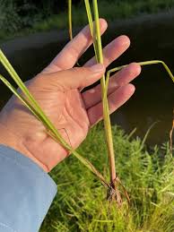 Image result for Cyperus difformis
