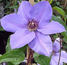 Next > clematis flowering garden vines stock images, stock photography of climbers, in bloom, seedheads, seeds, blooming, on trellises, in garden use, closeup portraits, all kinds, species, hybrids, varied colors, different types. Suncrest Nurseries Inc Search Our Plant Database