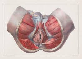 The sacrum, five fused vertebral bones, joins the pelvis between the crests of the ilium. Amazon Com Anatomy Muscle Pelvis Anus Print Sra3 12x18 Conqueror Laid Paper Handmade