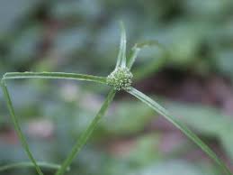 Image result for Kyllinga appendiculata