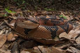 Bushmaster Wa Macro Bushmaster Reptiles And Amphibians Amphibians
