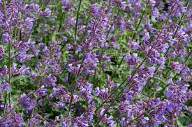 You may have to protect small catnip plants from maurauding cats to allow them to grow up. 7 Things To Know About Catnip
