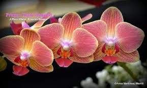 Prayer Chain Request