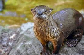 The largest otter is the giant otter. North American River Otter The Maryland Zoo
