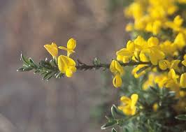 Image result for Genista