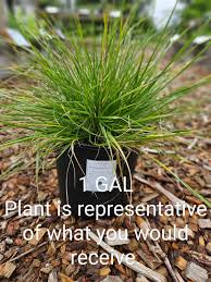 Image result for Deschampsia cespitosa