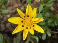 Image result for foto Gazánie