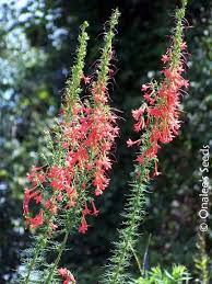A free inside look at company reviews and salaries posted anonymously by employees. Standing Cypress Ipomopsis Rubra Seeds Hummingbird Favorite Red Wildflower