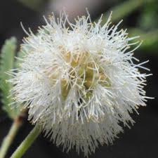 Image result for Acacia luederitzii
